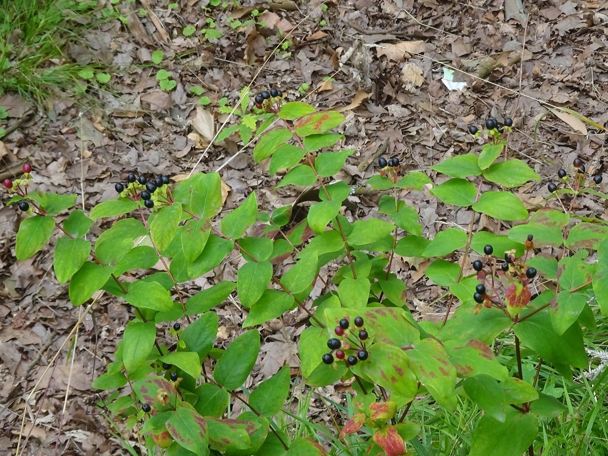 Hypericum androsaemum (Hypericaceae)